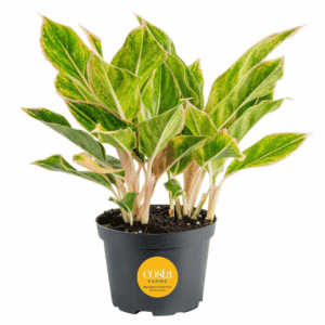 Aglaonema Creta Indoor Plant in 6 In. Grower Pot, Avg. Shipping Height 1-2 Ft. Tall