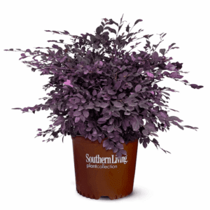 Purple Diamond Loropetalum Foundation/Hedge Shrub in 2.5 -Quart Pot 1 -Pack with Pink Blooms