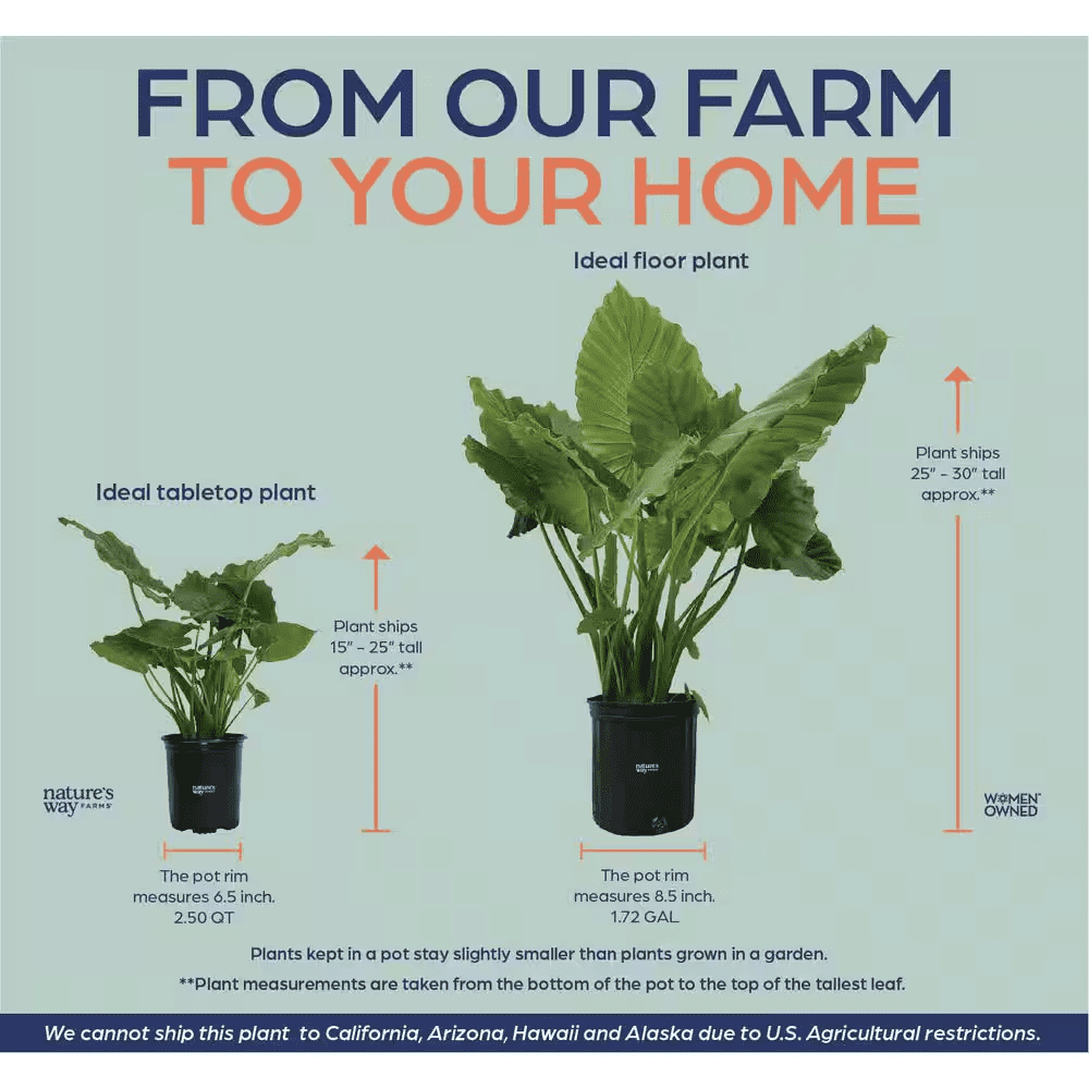 Alocasia California Live Outdoor Plant in Growers Pot Average Shipping Height 2-3 Ft. Tall - Image 2