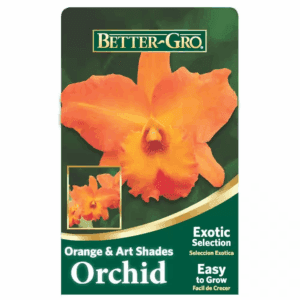 4 In. Orange Cattleya Packaged Orchid