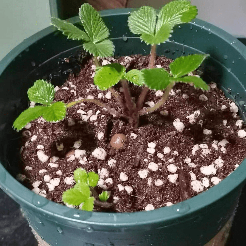 2 Qt. Perlite Soil Amendments with Enhanced Drainage for Healthy Root Development in Potting Soil and Garden (1-Pack) - Image 7