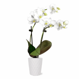 Green Circle Growers 3 In. White Mini Orchid Plant Packaged in Ceramic Pot