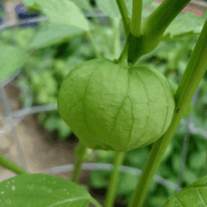 19 Oz. Tomatillo Heirloom Tomato Plant