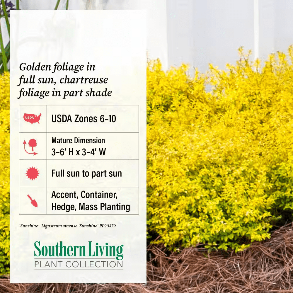 2.5 Qt. Sunshine Ligustrum, Evergreen Shrub, Bright Golden-Yellow Foliage - Image 3