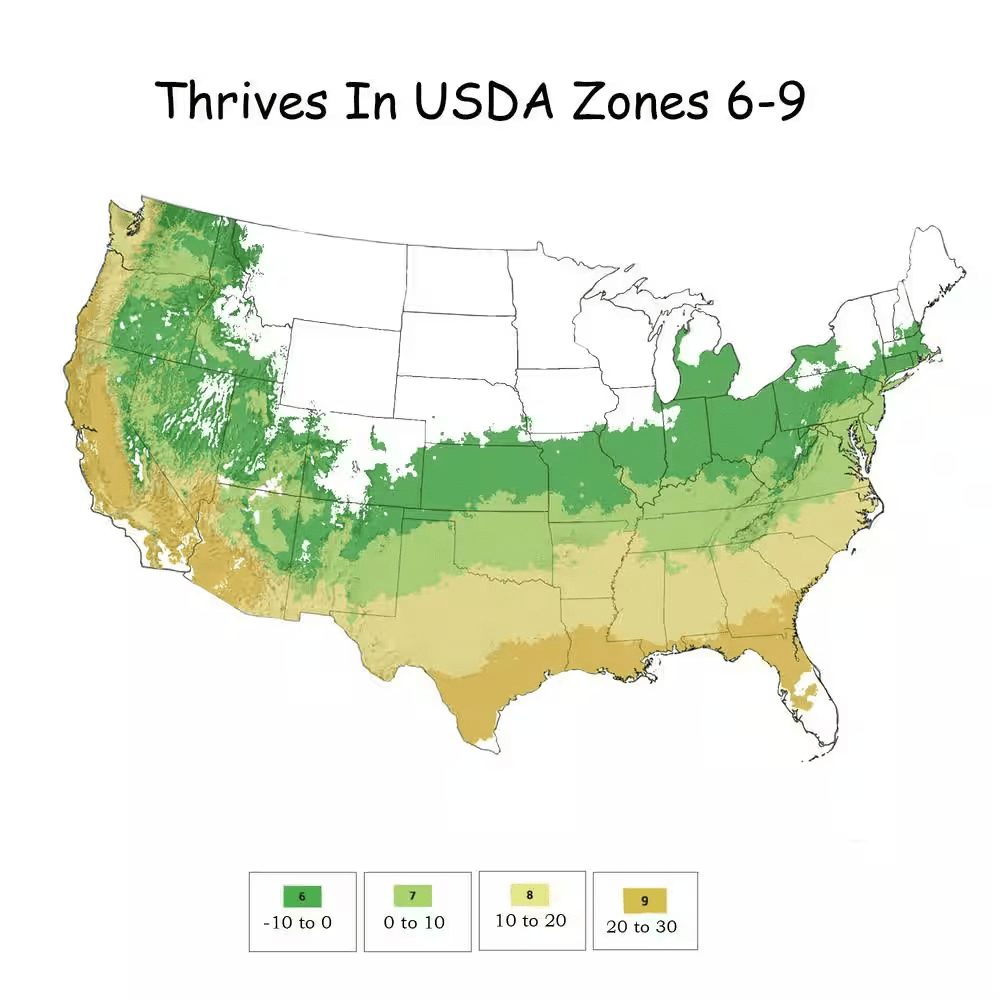 3 Gal. Sky Pencil Holly Shrub - Image 4