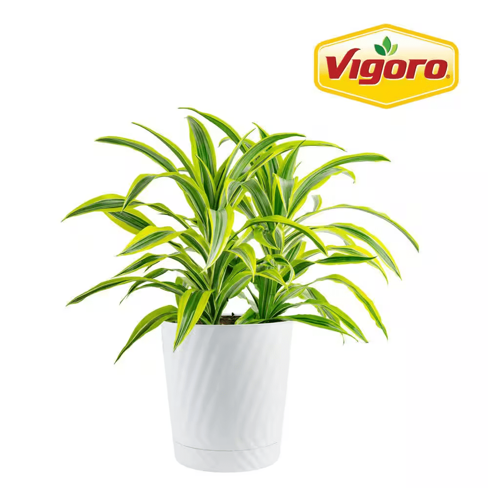 Grower'S Choice Dracaena Indoor Plant in 10 In. Decor Pot, Avg. Shipping Height 2-3 Ft. Tall