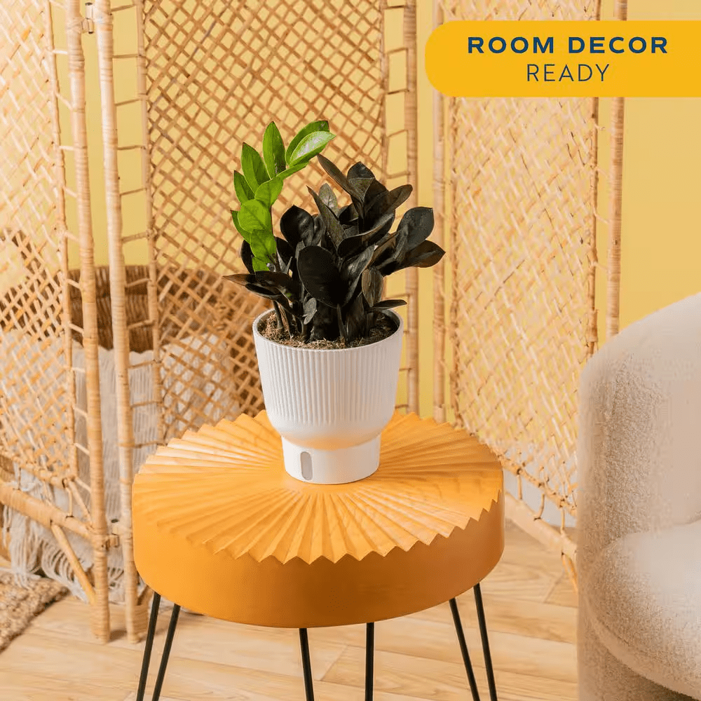 Trending Tropical Raven ZZ Indoor Plant in 6 In. Self-Watering Planter, Average Shipping Height 1-2 Ft. Tall - Image 4