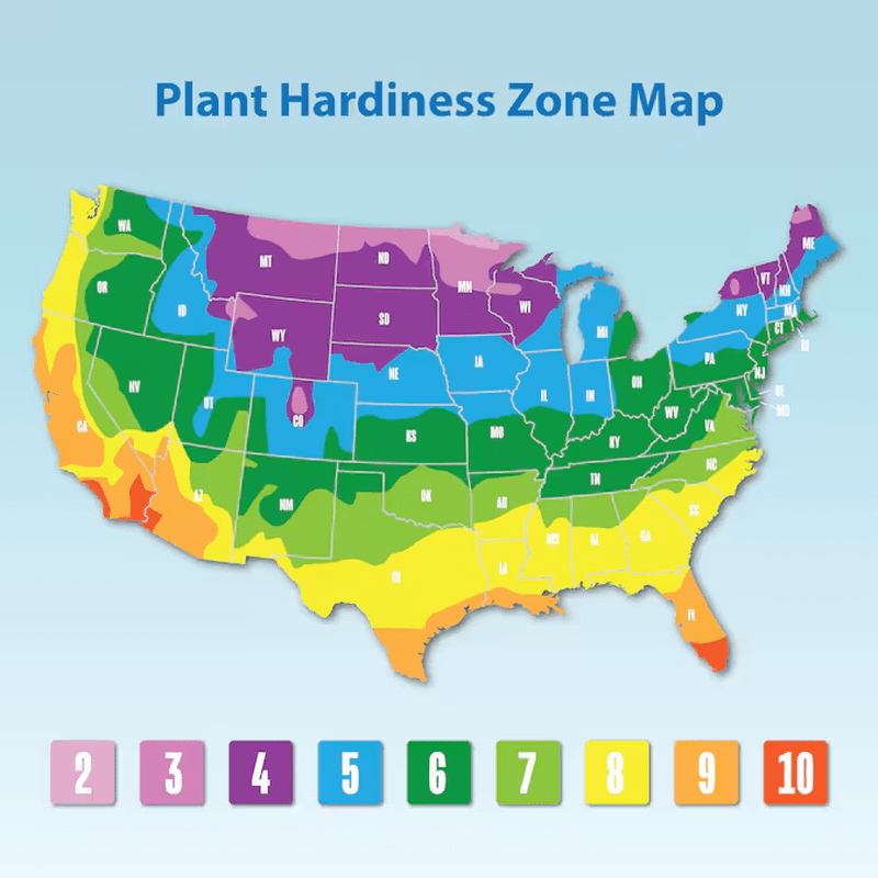 Japanese Boxwood Foundation/Hedge Shrub in 2.5 -Quart Pot 1.0 -Pack with White Blooms - Image 4