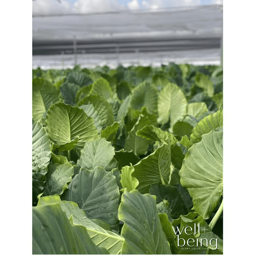 Alocasia California Live Outdoor Plant in Growers Pot Average Shipping Height 2-3 Ft. Tall - Image 4