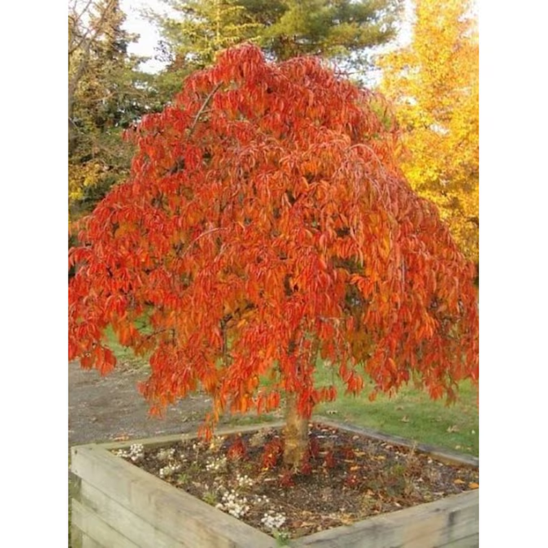 7 -Gallon White Flowering Weeping Snow Fountain Cherry in Pot (With Soil) - Image 3