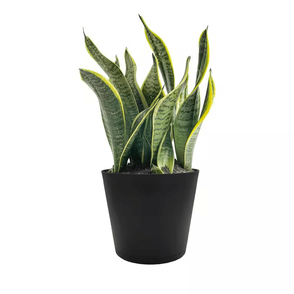 Kyra Medium Black Plastic round Planter with Attatched Saucer (12 In. L X 12 In. W X 10.98 In. H) - Image 3