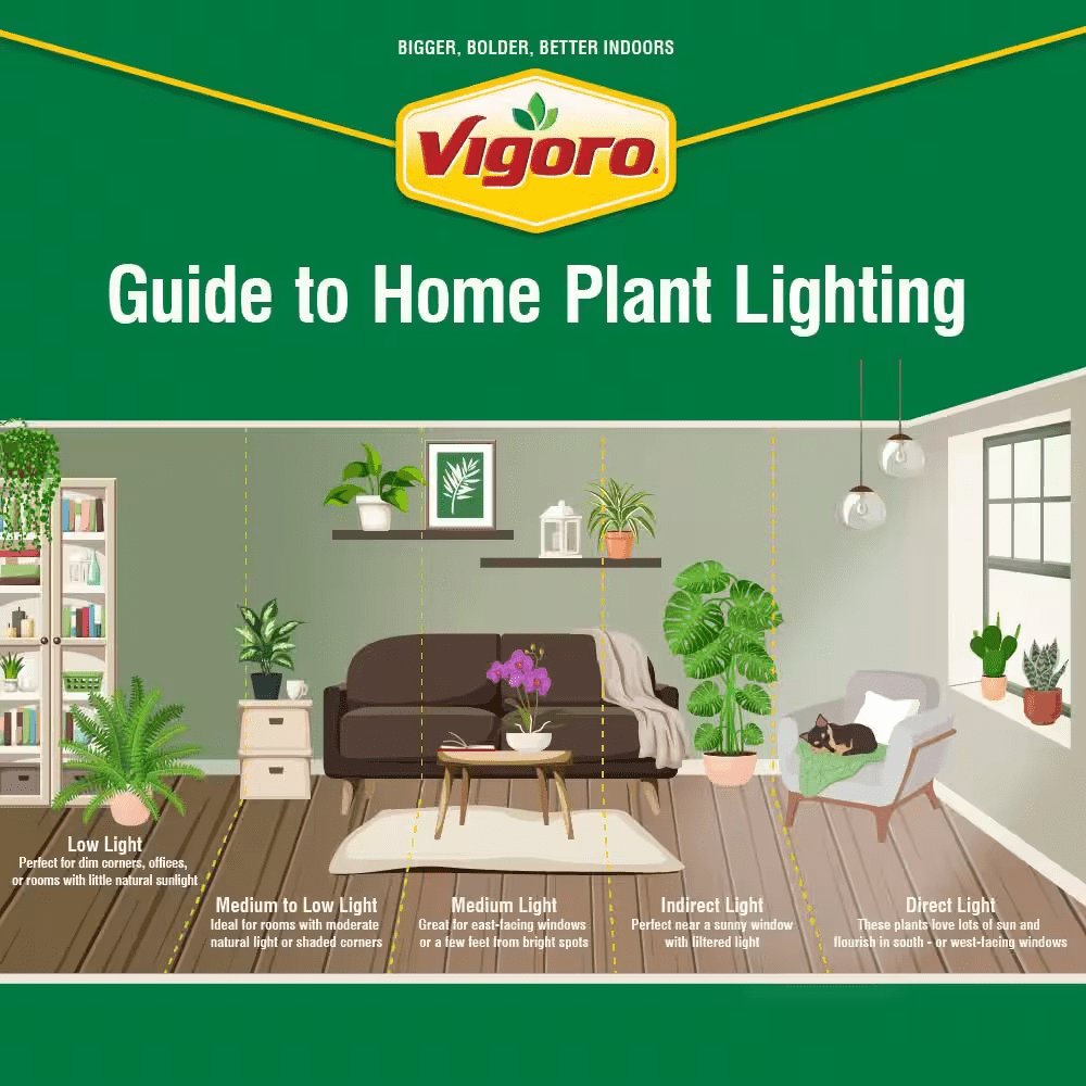 12 In. Cordyline Maria Plant in White Decor Pot - Image 2