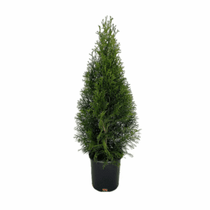 Emerald Green Arborvitae Screening Shrub in 2.5 -Quart Pot 1 -Pack