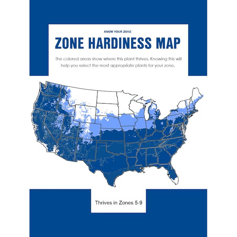 7 -Gallon White Flowering Weeping Snow Fountain Cherry in Pot (With Soil) - Image 4