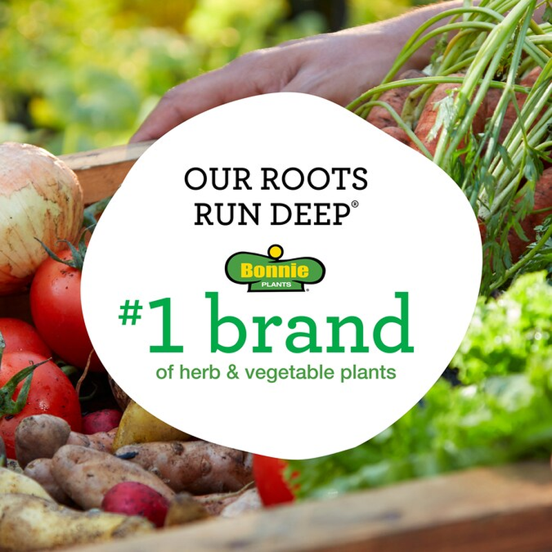 2.0 -Pack English Thyme Plant in Pot - Image 5