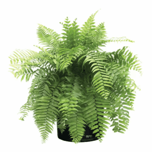 Fern Macho Live Outdoor Plant in Growers Pot Avg Shipping Height 2 Ft. to 3 Ft. Tall