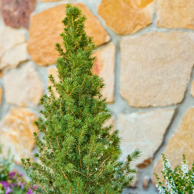 Dwarf Alberta Spruce Foundation/Hedge Shrub in 2.5 -Quart Pot 1 -Pack - Image 3