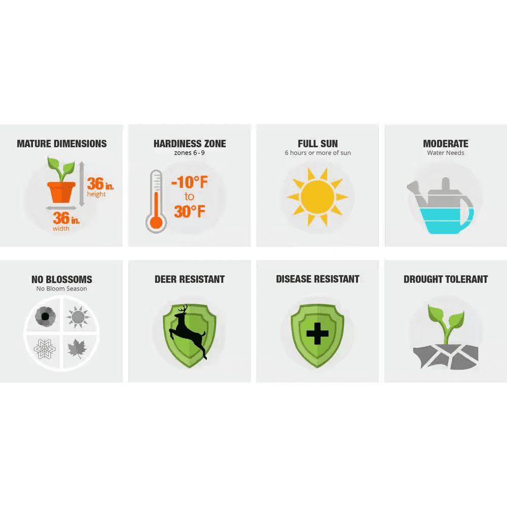 2.5 Qt. Sunshine Ligustrum, Evergreen Shrub, Bright Golden-Yellow Foliage - Image 5