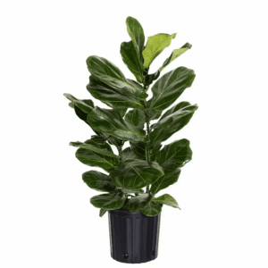 Fiddle Leaf Fig Ficus Lyrata Live Houseplant in 9.25 Inch Grower Pot