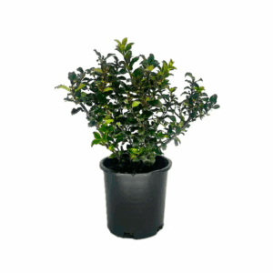 Blue Princess Holly Foundation/Hedge Shrub in 2.5 -Quart Pot 1 -Pack