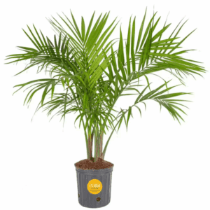 Majesty Indoor Palm in 8.75 In. Grower Pot, Avg. Shipping Height 3-4 Ft. Tall