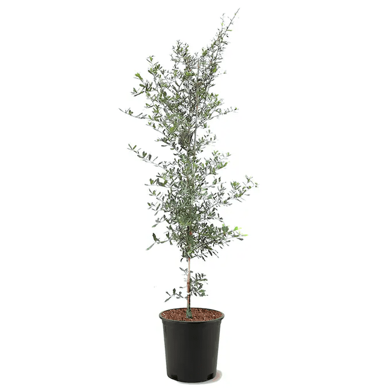 5 -Gallon Shade Live Oak in Pot (With Soil)