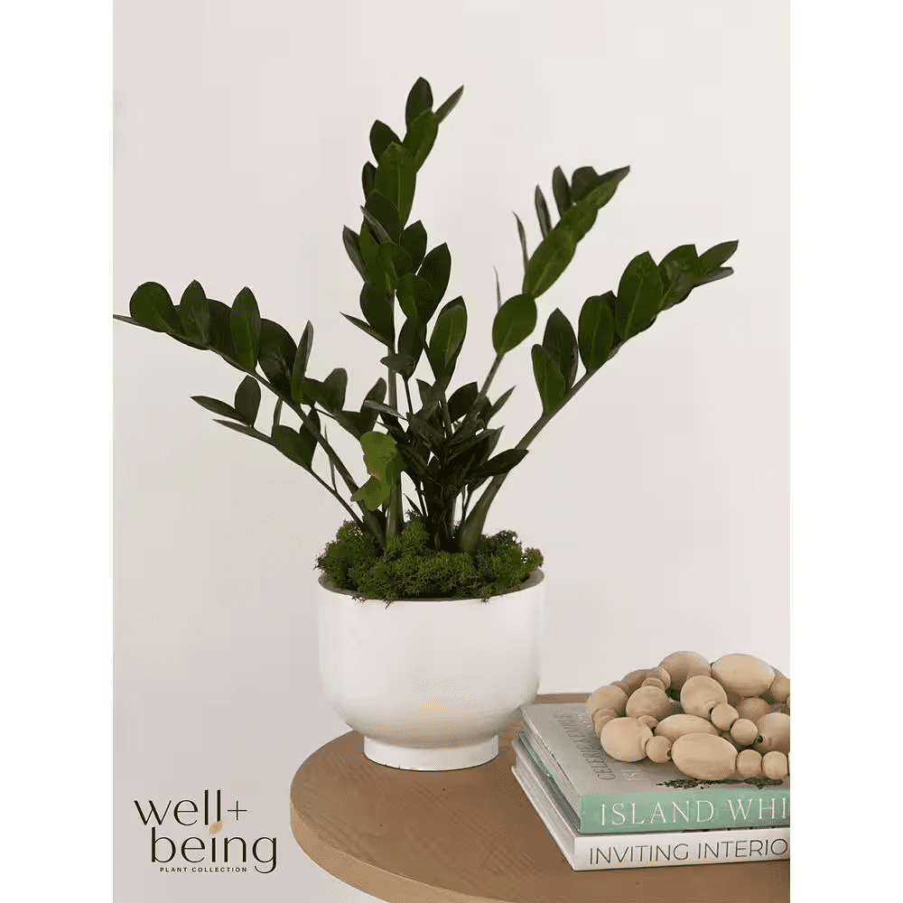 Zz Plant Live Indoor Plant in Growers Pot Average Shipping Height 1-2 Ft. Tall - Image 3