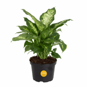 Dieffenbachia Indoor Plant in 6 In. Grower Pot, Avg. Shipping Height 1-2 Ft. Tall