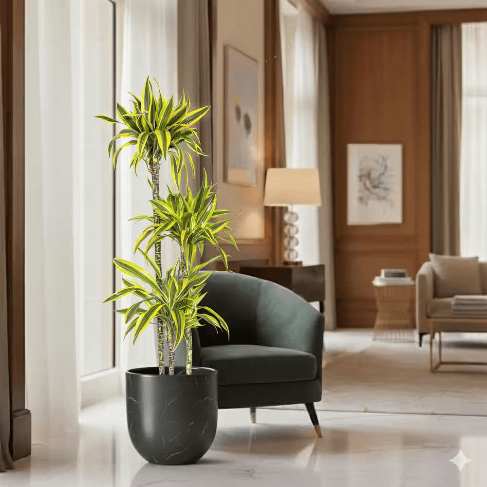 10 In. Dracaena Lemon Lime Plant in Grower Pot - Image 3