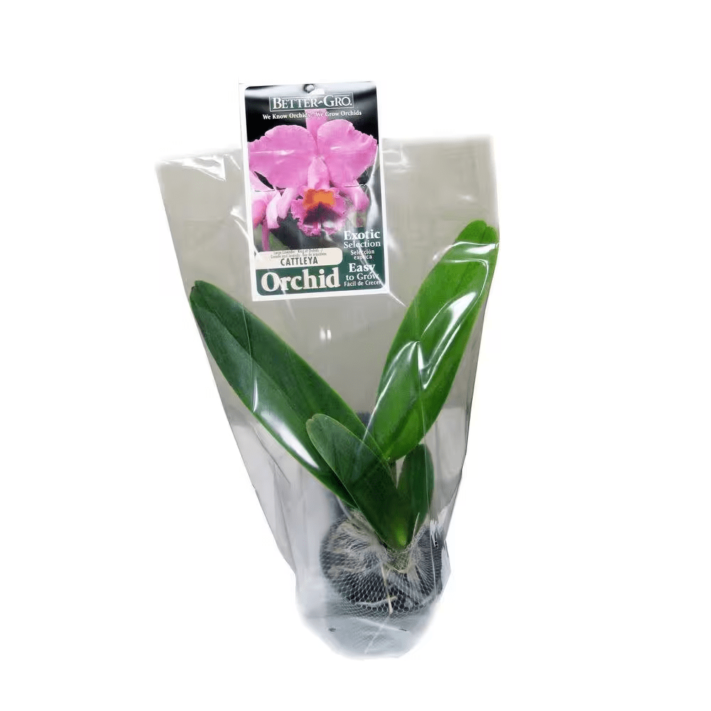 4 In. Blooming Size White with Red Lip Cattleya Packaged Orchid - Image 4