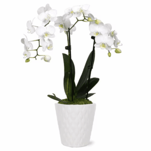 Orchid (Phalaenopsis) Petite White with Yellow Throat Plant in 3 In. White Ceramic Pottery