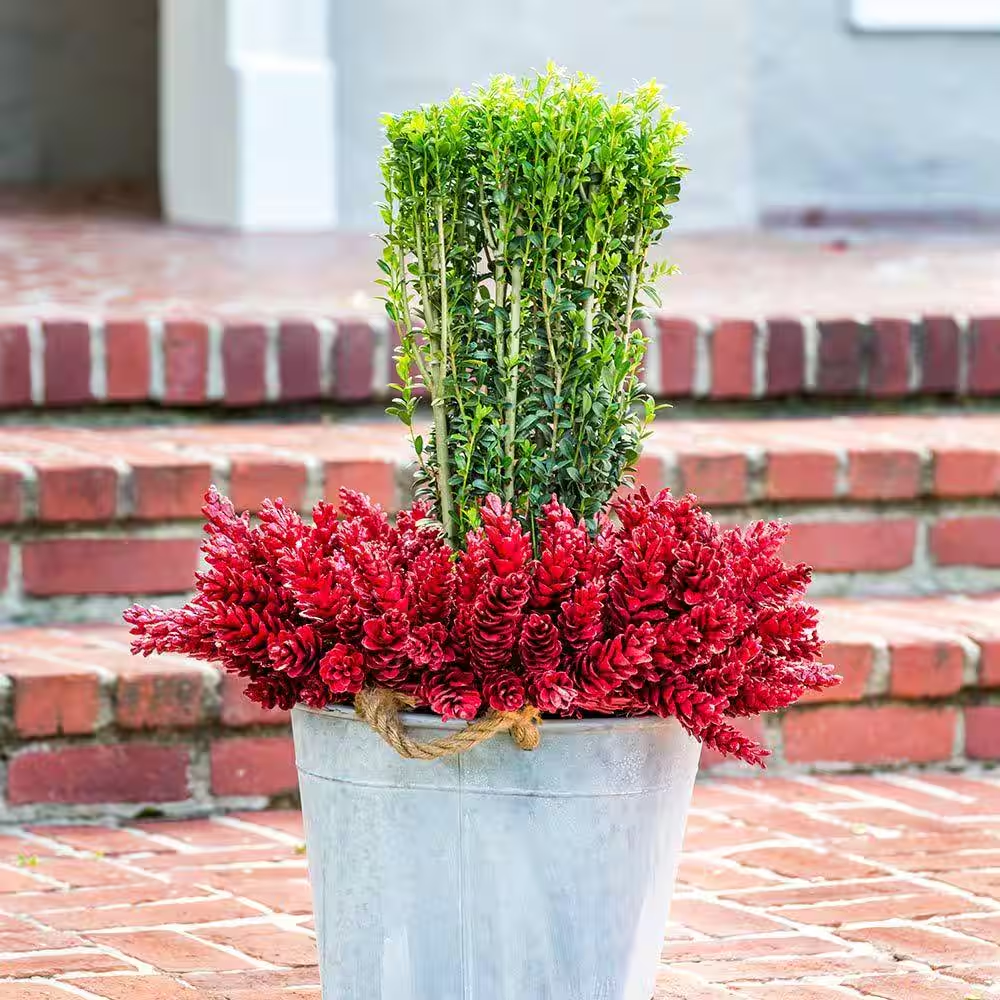 2.5 Qt. Sky Pencil Japanese Holly(Ilex), Live Plant, Upright Growth Habit - Image 11