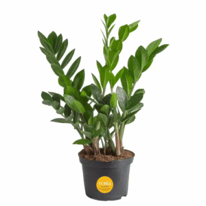 Zamioculas Zamiifolia Indoor ZZ Plant in 6 In. Grower Pot, Avg. Shipping Height 10 In. Tall