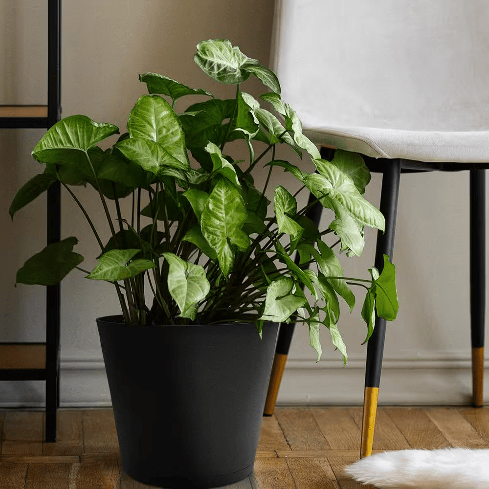 Kyra Medium Black Plastic round Planter with Attatched Saucer (12 In. L X 12 In. W X 10.98 In. H) - Image 2