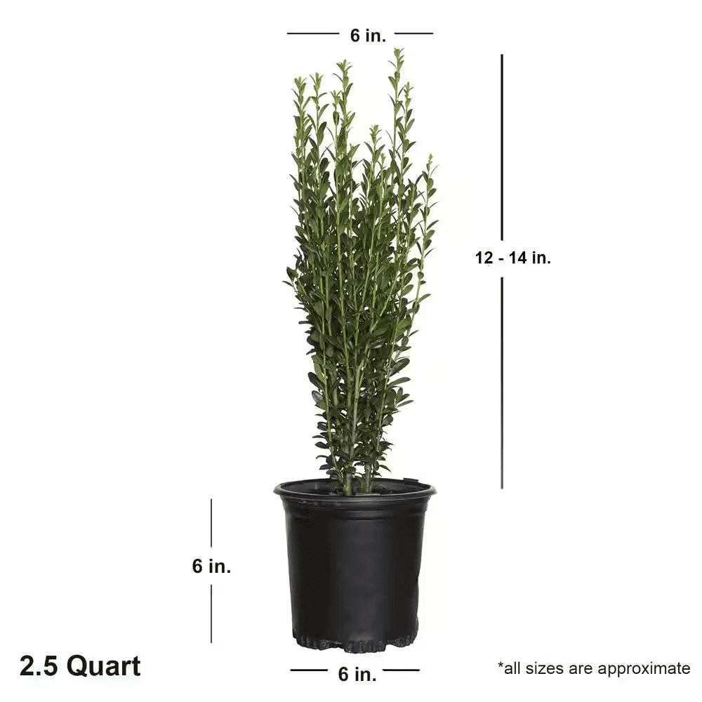 2.5 Qt. Sky Pencil Japanese Holly(Ilex), Live Plant, Upright Growth Habit - Image 3