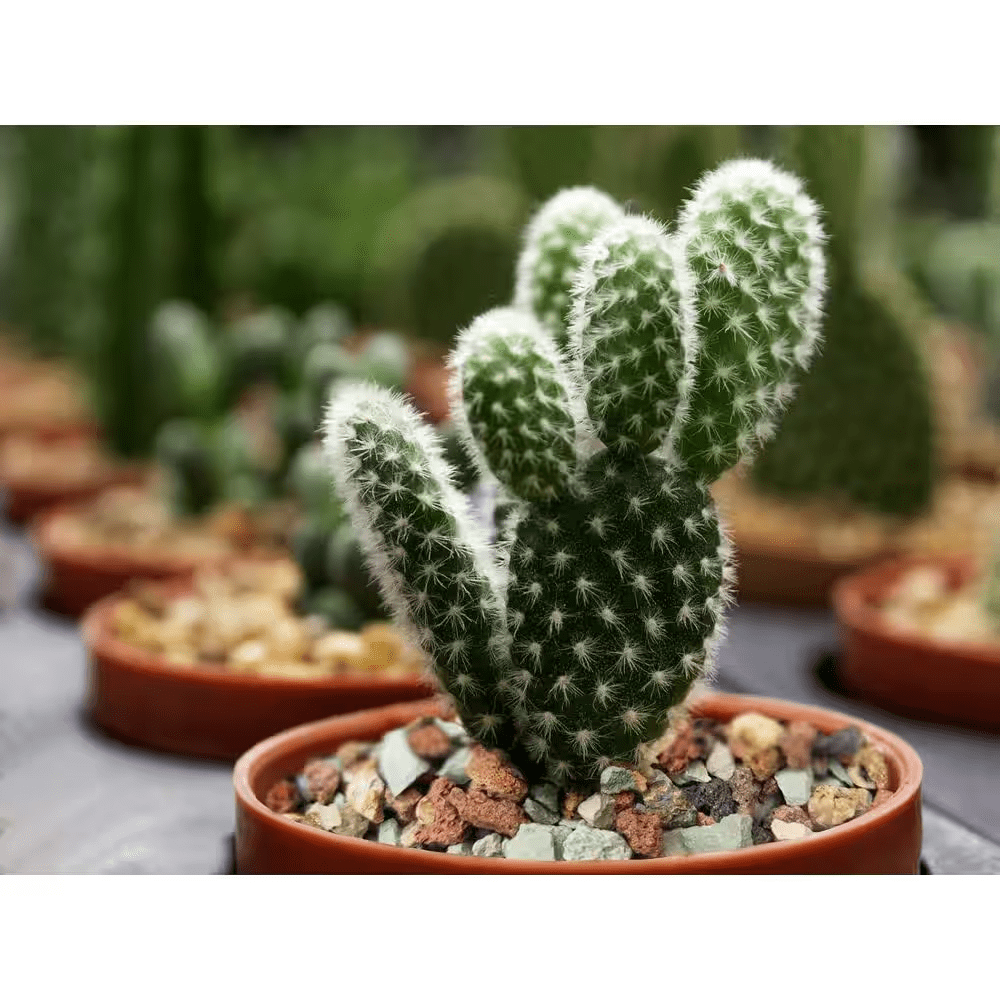 5 Lb. Succulent and Cactus Soil Gritty Mix Rocks Gravel for Terrarium Top Dressing Decorative Pebble Pot Soil Amendment - Image 7