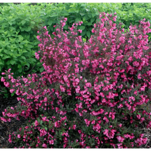 4.5 In. Qt. Wine and Roses Reblooming Weigela (Florida) Live Shrub, Pink Flowers and Dark Purple Foliage