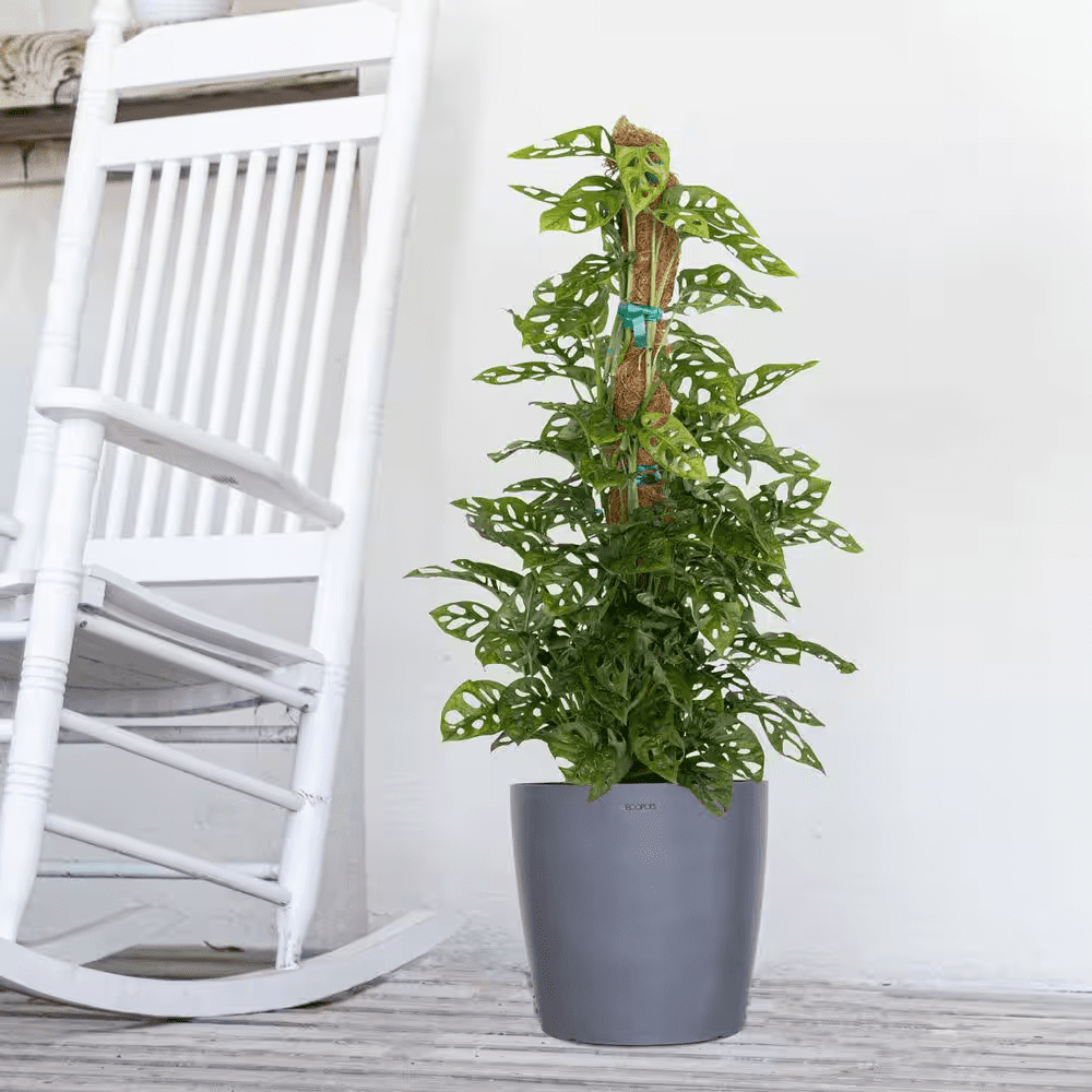 Miami 10 In. White Gray Premium Sustainable Plastic Planter with Saucer - Image 5