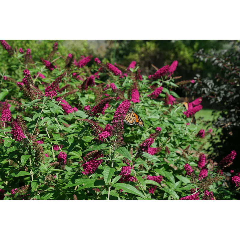 'Miss Molly' Butterfly Bush (Buddleia) Flowering Shrub in 1 -Quart Pot 1.0 -Pack with Red Blooms - Image 2