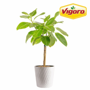 Grower'S Choice Ficus Standard Plant in 10In. Decor Pot, Avg. Shipping Height 2-3 Ft. Tall