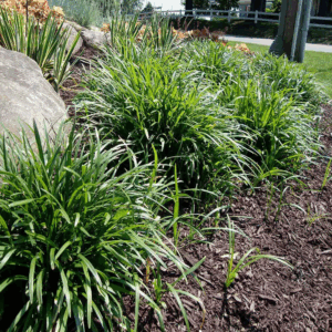 1 Gal. Big Blue Lily Turf Plant