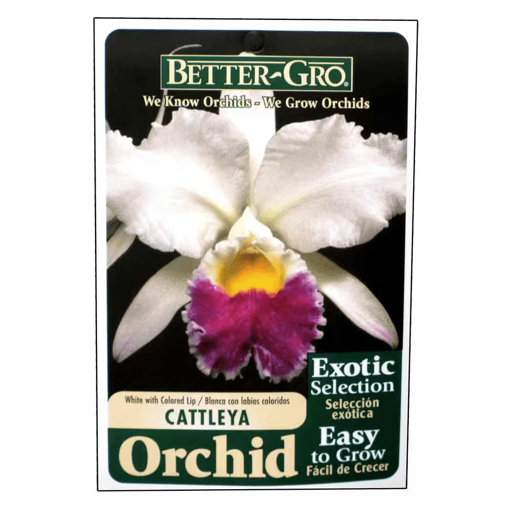 4 In. Blooming Size White with Red Lip Cattleya Packaged Orchid - Image 3