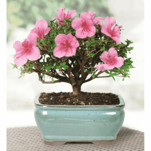-In Pink Flowering Satsuki Azalea