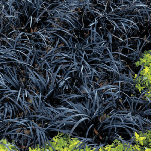 1 Gal. Black Mondo Grass - Striking Dark Color Contrasts Beautifully against Green and Purple Plants