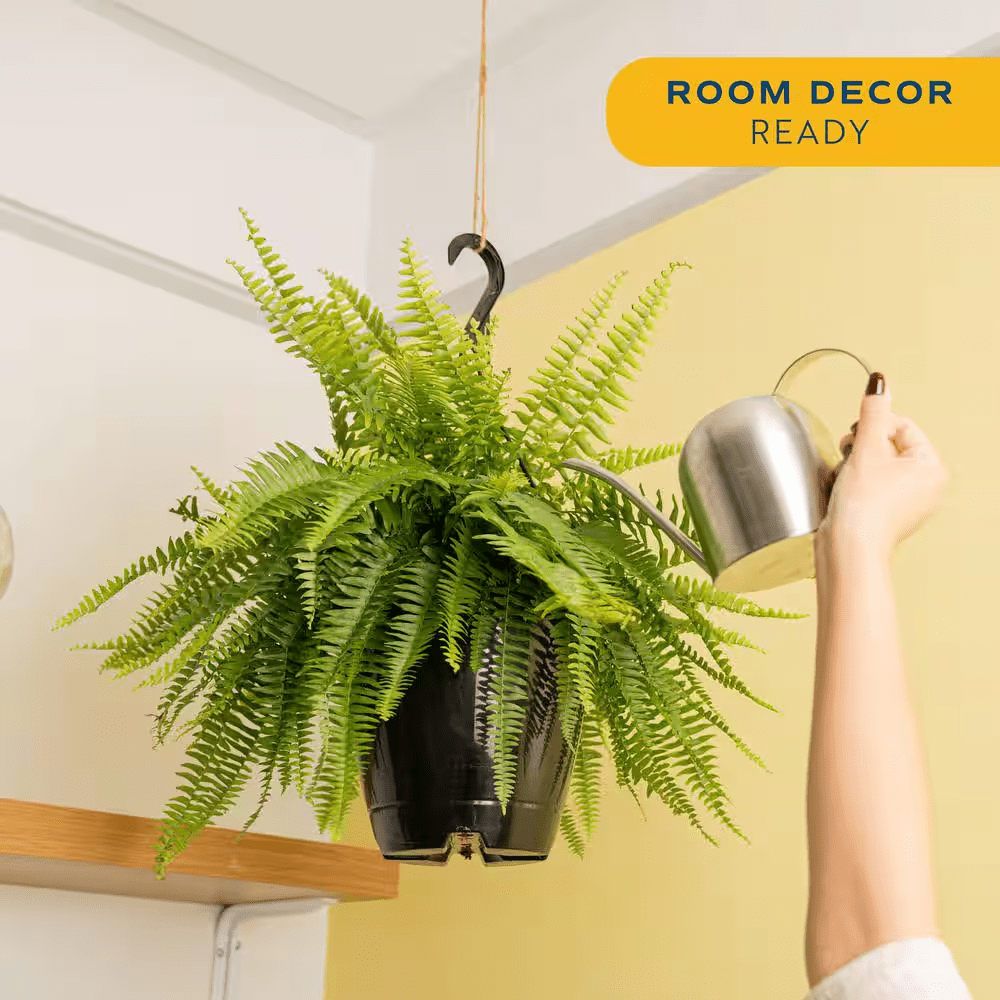 Boston Fern Indoor/Outdoor Plant in 10 In. Hanging Grower'S Pot, Avg. Shipping Height 1-2 Ft. Tall - Image 4