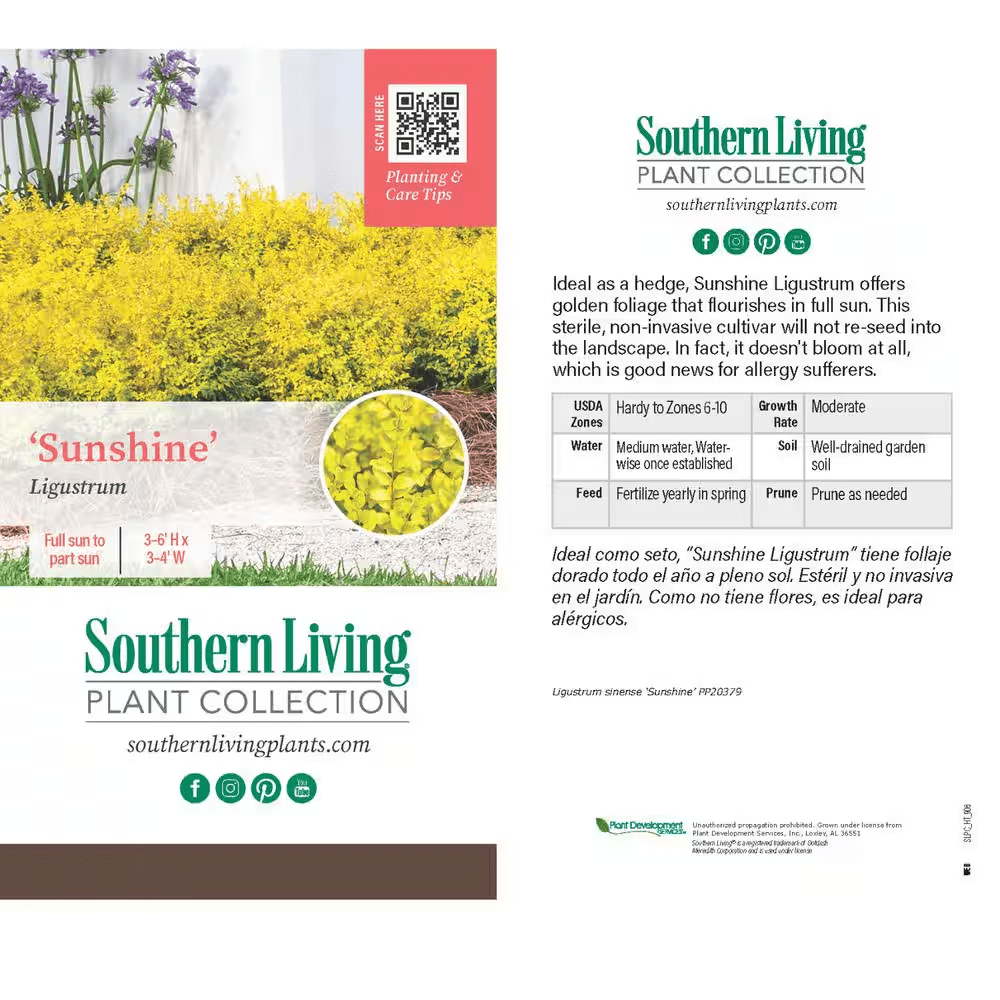 2.5 Qt. Sunshine Ligustrum, Evergreen Shrub, Bright Golden-Yellow Foliage - Image 4