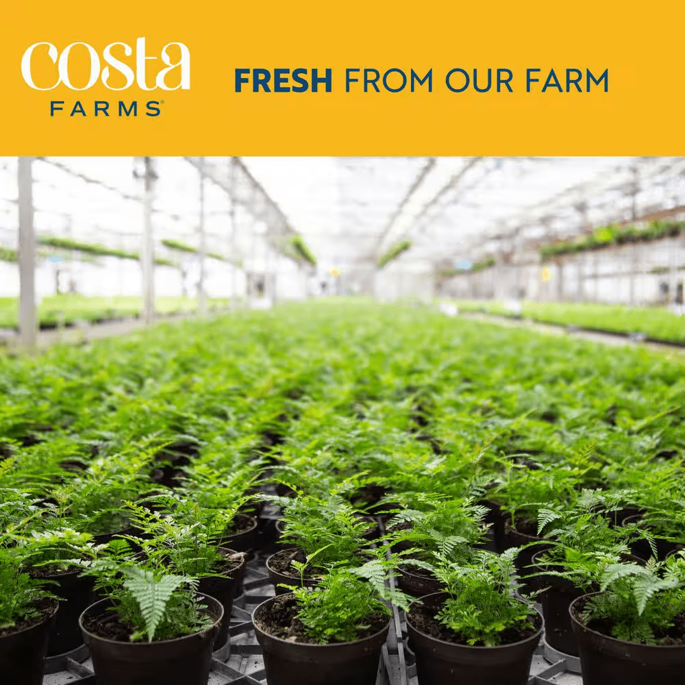 Boston Fern Indoor/Outdoor Plant in 10 In. Hanging Grower'S Pot, Avg. Shipping Height 1-2 Ft. Tall - Image 8