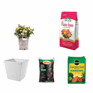 Lemon Drift Rose Bush (2-Pack), 8 Lb. Rose Food, 20 In. Resin Planter, 2 Cu. Ft. Mulch and 0.75 Cu. Ft. Garden Soil