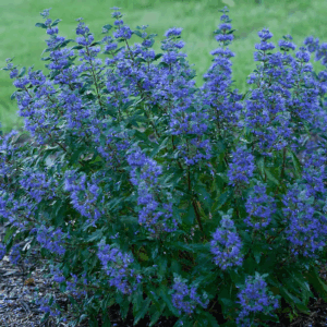 beyond Midnight Bluebeard (Caryopteris) Flowering Shrub in 1 -Quart Pot 1.0 -Pack with Blue Blooms