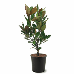 3 -Gallon White Flowering Little Gem Southern Magnolia in Pot (With Soil)